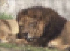 【画像】東京のライオンさん、溶ける