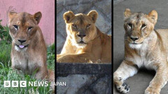 【画像】東京のライオンさん、溶ける