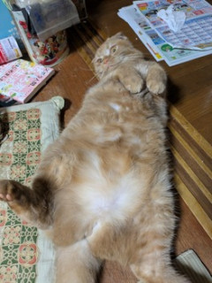 ウチの猫見てよ（※画像あり）