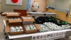 【岡山県】果樹園からマスカット約200房を盗んだ無職男性を逮捕「ぶどうを売って生活費に充てていた」※氏名非公開