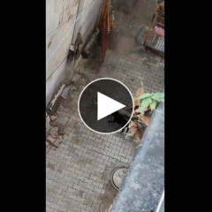 【動画】猿vs犬のバトルの結果がこちら