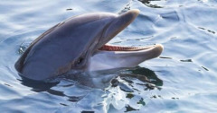 【悲報】バルト海のぼっちイルカさん、何年も独り言を続けてしまう