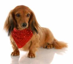 【悲報】ペットショップの元繁殖犬さん（6）、里親募集されてしまう