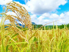 【悲報】コメ農家「今年は安くなりすぎ」「こんな値段じゃ米作りをやめる人も多くなるんじゃないかな?」
