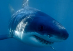 NY沖に核廃棄物で突然変異した可能性のある巨大ザメ「シャークジラ」　捕獲作戦を開始