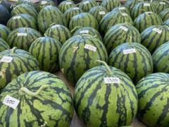【悲報】ケニアのスイカ、ガチで薄過ぎるｗｗｗｗｗｗｗｗｗｗ