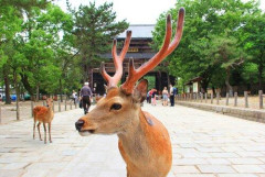 【爆笑】奈良県、近畿の中で序列最下位だったwwwwwwwwww