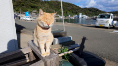 「福岡の猫の島はおすすめのスポットだ！」親日外国人が風景を愛でるスレ
