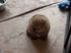 幼児がママの後を追いかけた。危ない！ → 事故の瞬間をカメラが捉えた…