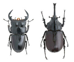 【速報】カブトムシを捕まえに行ってクワガタを捕まえた男、逮捕される