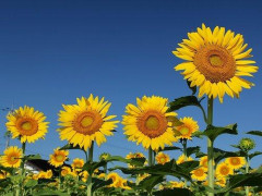 【朗報】日本さん、夏終了のお知らせｗｗｗｗｗｗｗｗｗｗ