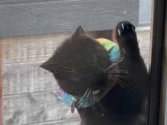 【大惨事】 彼が窓の外にいた。ちょっと中に入れてよぉ～ → ファッ！？…