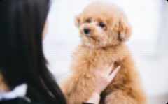 義兄嫁が用事でうちへ来た時、犬を抱いたまま家に上がろうとしたので「犬は入れたくないから外につないで」と言ったら…