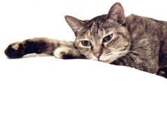 実家の猫、なんか塩対応になる。