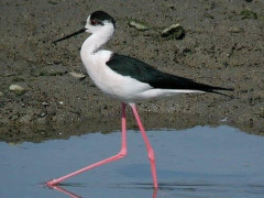 【画像】脚が長すぎる鳥、発見されるｗｗｗｗｗｗｗｗｗｗｗｗｗｗｗｗｗｗｗｗｗｗｗｗｗｗｗｗ