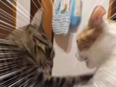 ２人が取っ組み合いのケンカを始めた。もう誰にも手が付けられない！ → 止めたのはコレでした…