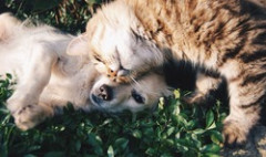 実家の猫、なんか塩対応になる。