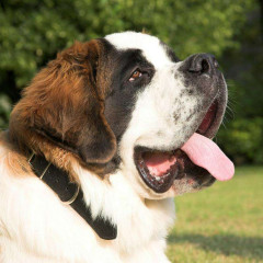 大型犬を飼ってみたい。