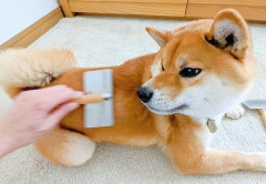 【悲報】柴犬てブラッシングと拭き取りだけでいいらしくてな