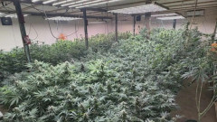 【画像】北海道で過去最大級の大麻栽培所見つかり摘発される