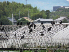【困惑】畑荒らしてたカラスが網に引っ掛かってたんだが