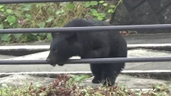 【山形・遊佐町】キャンプ場にクマ　緊急銃猟→見失う→また出る　利用客が避難…キャンプ場は14日まで営業中止に