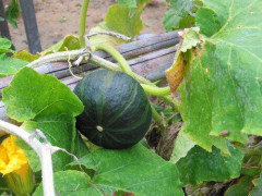 【悲報】家庭菜園素人ワイ適当にかぼちゃの苗を2本植えた結果
