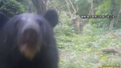 【青森県立自然ふれあいセンター】クマがカメラに顔を近づけ息づかいまで…登山道で撮影され夜間キャンプ場を閉鎖