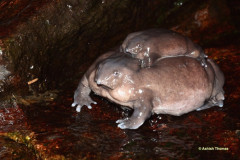 【画像】インドのカエル、パワー系すぎるｗｗｗｗｗｗｗｗｗｗｗｗｗｗｗｗｗｗｗｗ