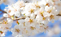 春から大学生なんだけど、大学の入学式に振袖か母のお下がりのスーツで行けと言われてて困ってる・・・