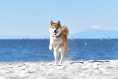 犬ってあんな人間に懐くのすごくない？
