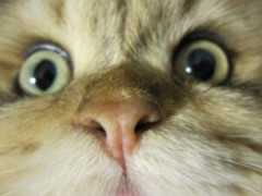 【夏のホラー】突然喋りだす猫がガチで怖い……