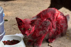 テキサスで赤い染料まみれの野良猫発見　州当局「近づかないで」