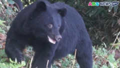 【秋田】県内で捕獲したクマは294頭に　4月から今月14日までの速報値　県がホームページで公表