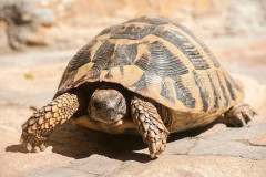 【衝撃】亀さん、エサ無しで18ヶ月も生きれる事が判明🐢
