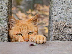 ショートスリーパーの対極、見つかる　こっちの方が難病やろ