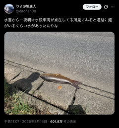 【画像】鯉、水害を満喫ｗｗｗｗｗｗｗｗｗｗｗｗｗｗｗｗｗｗｗｗ