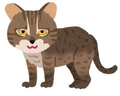 【画像】西表山猫(メス)「台風来てるニャー おうち入れてほしいニャー」