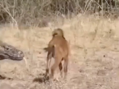【衝撃映像】コモドドラゴン、子ヤギを生きたまま丸呑みしてしまう