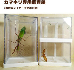 【悲報】カマキリさん飼育が大変で草ｗｗｗｗｗｗｗｗｗｗ