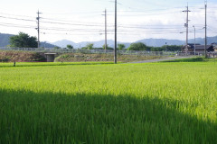 道に迷った挙句田んぼのぬかるみにはまった愚かな千葉県民ｗｗｗ