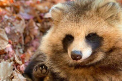 【朗報】【画像】たぬきさん、流石にかわいすぎるｗｗｗｗｗｗｗｗｗｗ