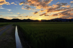 田舎の田んぼガチで綺麗wwwwwwww