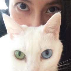 【悲報】柴咲コウさん、愛猫・のえるが天国へ旅立ったことを報告・・・・・・・・・