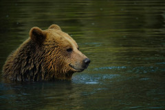 クマはかわいそうだから殺さないで欲しい