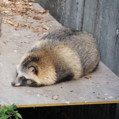 【画像】たぬき、さすがにガチでかわいすぎる
