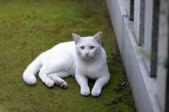 【画像】柴咲コウさんの愛猫のえる、15歳を前にして天国へ…生前気にかけてくれたファンへ感謝のメッセージ