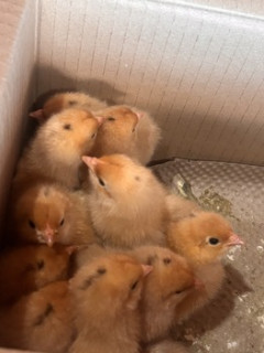 ひよこ飼ってみた（※画像あり）