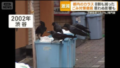 都心のカラス、25年で「8割」も減っていた
