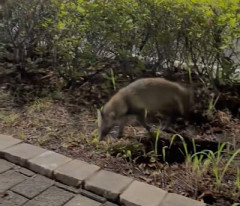 【動画】千葉県浦安市で謎の動物が撮影される